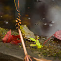 Bullfrog