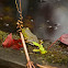 Bullfrog