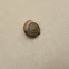 Cellar Snail