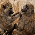 Olive baboon