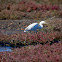 Little Egret