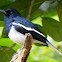 Oriental Magpie-Robin