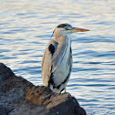 Grey Heron