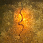 Blotched Water Snake