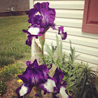 Iris