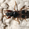 Dirt-colored Seed Bug