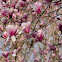 Magnolia Tree