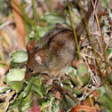 Honey Possum or Noolbenger
