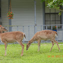 Texas White-tail deer
