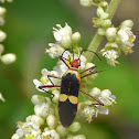Pyrrhocoridae Bug