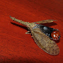 Fulgorid bug