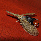 Fulgorid bug
