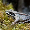 Wood Frog