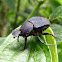 Scarab beetle