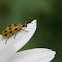 Spotted Cucumber Beetle