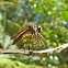 Robber fly
