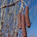 Speckled Alder