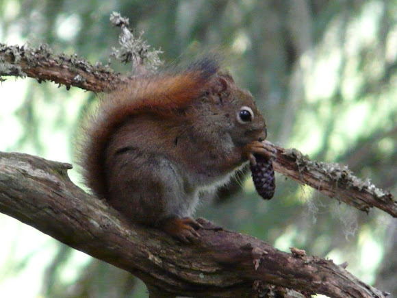 Spotting Image 1