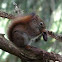 Red squirrel