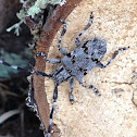 Flat-faced Longhor Beetle