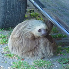 Two toed sloth