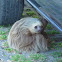 Two toed sloth