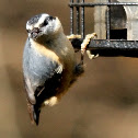 Red-breasted nuthatch
