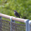 Brown-headed Cowbird