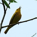 Yellow Warbler