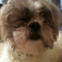 Shih-Tzu