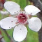 Purple Leaf Plum