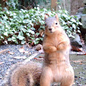 Eastern Fox Squirrel
