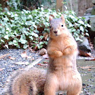 Eastern Fox Squirrel