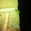 Gray Tree Frog