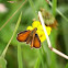 Small skipper butterfly