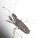 Long-necked Seed Bug