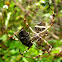 Silver Argiope and Dark Flower Scarab