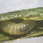 Undetermined larva in a stem gall