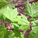 Oak leaf hydrangea