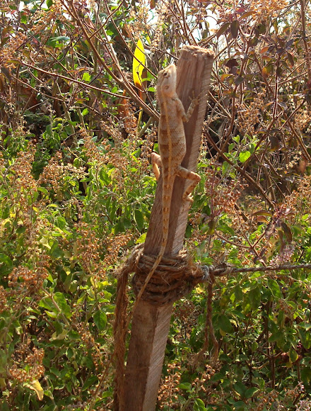 Spotting Image 1
