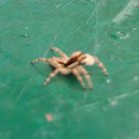 Gray Wall Jumper