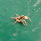 Gray Wall Jumper