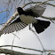 Willie Wagtail