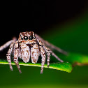 Jumping Spider