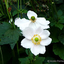 Japanese anemone