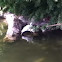 Egret