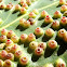 Gall inducing scale insect