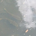 Catfish