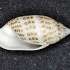 Shells