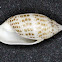 Shells